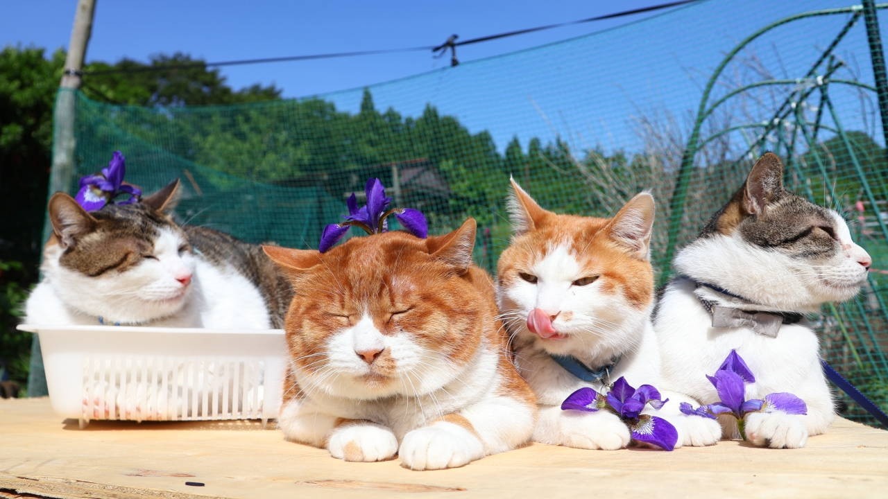 あやめの花 のせ猫 2026 260615 - YouTube