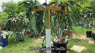 SGW Dragon Fruit Trellis Setup (2023)