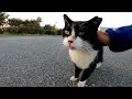 夕方の駐車場で出会ったハチワレ猫が人懐っこくてカワイイ