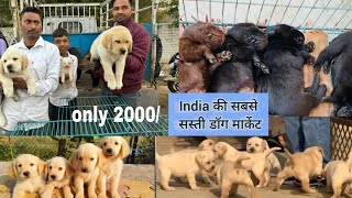 Cheapest Dog Market list up coming 2024 new price