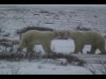 Sparring Polar Bears churchill, manitoba