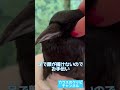 鳩サイズの小さいカラス♪耳をコショコショしたら可愛い声出たｗ2022/1/21撮影 #ハシボソカラス #カラス #birds #crow