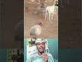 🤣 দুই প্রাণীর মিষ্টি লড়াই!🤣 Sweet Fight Between Two Animals! #sheep #donkey #animals #funny #shorts