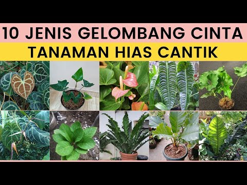 Video: Anthurium - bunga cinta