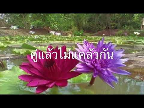 คู่แล้วไม่แคล้วกัน ต้นฉบับ รวงทอง-ถนัดศรี ร้องเพื่อการอนุรักษ์โดย Chalee-พราว เครดิต WeSing