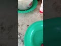 Mosca soldado negra/flagrante/Coloca bicho da laranja. #evivaomato