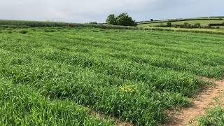 Cornwall - Spring Barley Trials Overview