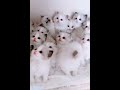Маленькі котенята Ми з України 