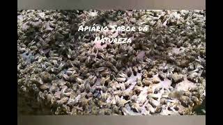 Download Lagu Apiário Sabor da Natureza MP3