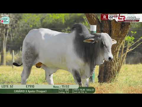 LOTE 32   LBMN E7910