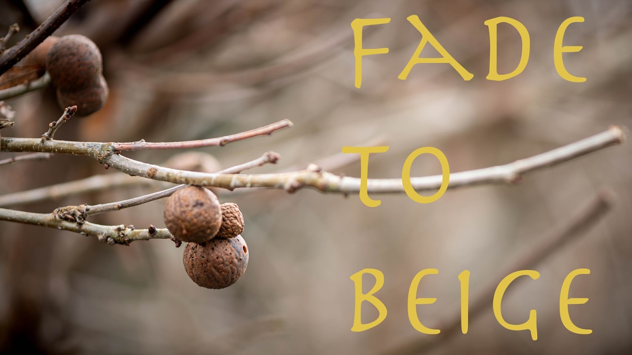 A Very Beige Nature Walk | Nikon Z6 | 105mm Macro