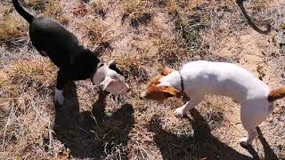 Staffy Puppies - Joey & Lily On The Farm