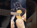 cutecatoftiktok cutekitten cutepetsoftiktok foryou cat... #Shorts #catonline520