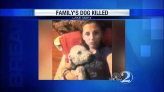 Pit Bulls Attack, Kill Neighbor's Dog