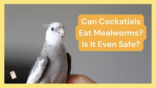 Can Cockatiels Eat Mealworms? | Dr Cockatiel