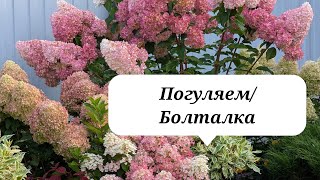 видео: 7 сентября 2025 г. Обзор сада/Гортензии/Север Подмосковья  картинка: 7 сентября 2025 г. Обзор сада/Гортензии/Север Подмосковья