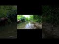 #fishing #browntrout #shortsvideo #short #shorts