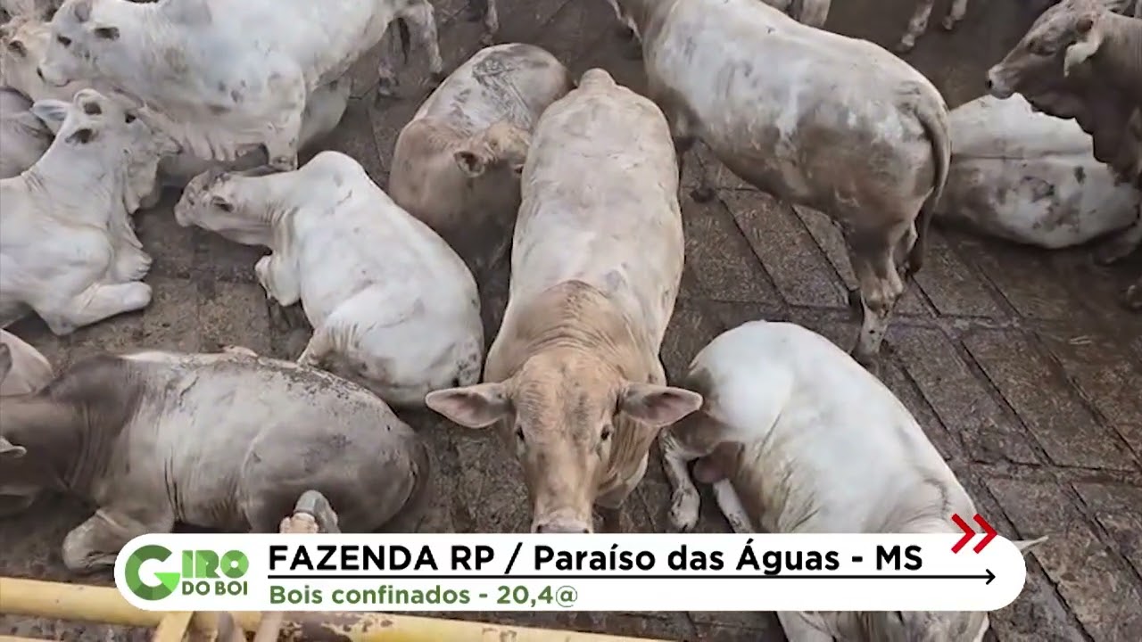 CHAROLÊS EM VACAS NELORE: GARROTES DE 16 MESES ULTRAPASSAM 20 ARROBAS NO MS; CONFIRA