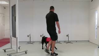 Dogs Can Sniff Out Malaria