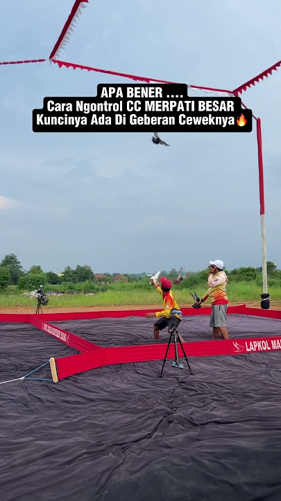 Apa Bener Begitu Bolo #syifanajwamerpati #merpati #merpatikolong