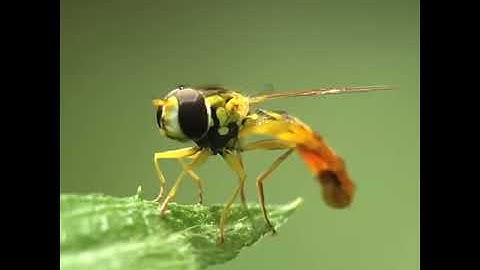 Hoverfly Simosyrphus. Insect for stockvideo (Macro shot)