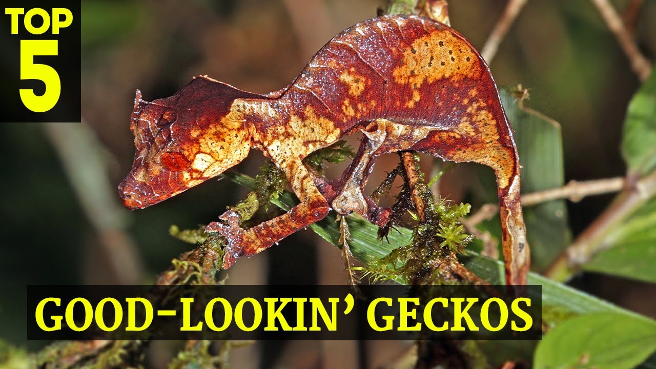 Top 5 | Coolest Looking Geckos for World Lizard Day! - YouTube