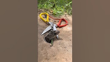 DIY Snake Trap using Scissors #creativesnaketrap #buildsnaketrap#shortsvideo