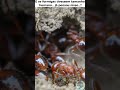 E SE FORMIGAS TIVESSEM TAMANHO HUMANO?