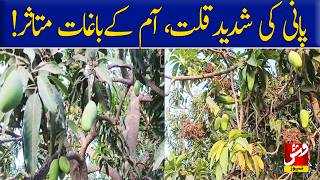 Severe water shortage affects mango orchards, raising fears of lower production.| Vsh News