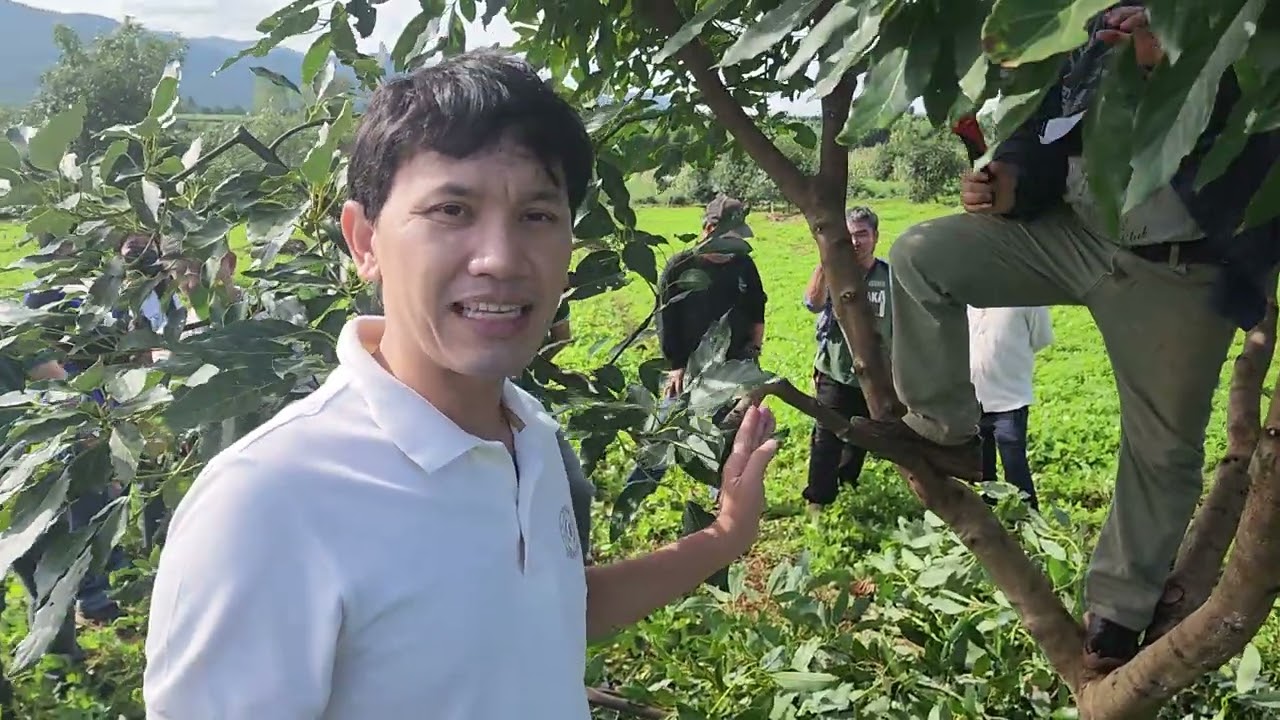 อะโวคาโด้ vlog ep 142 การตัดแต่งต้นอะโวคาโด้อายุ สามปี โดย นายฐานุพงศ์  ตามี