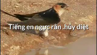 Tiếng én ngực răng hủy diệt ( bản đánh kinh tế)