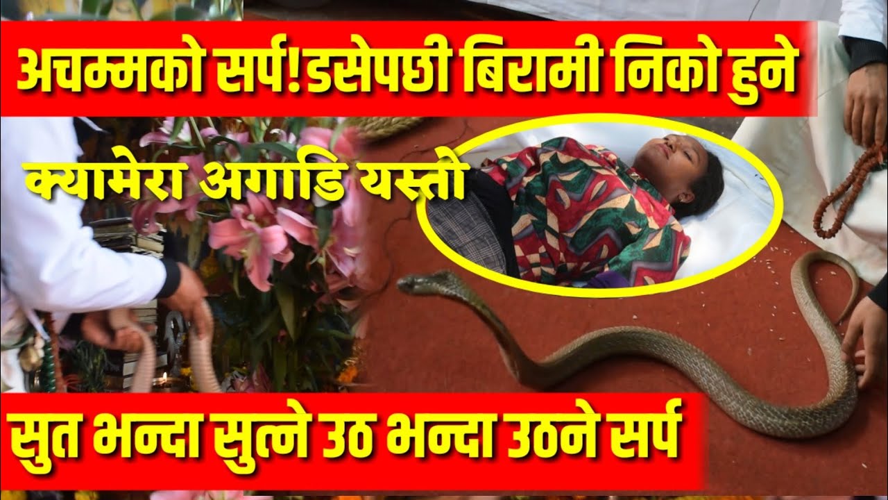 Amazing Snake King Cobra!The patien heal when snake bite || snake danced by viral manotra jhakri