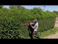 Trimming a Privet hedge