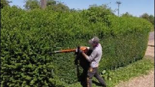 Trimming a Privet (ligustrum) hedge