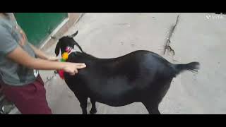 Bakra Mandi Vlog