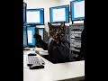 Cat’s Nightmare: Unsaved Work Vanishes in Sudden Shutdown! #cat #貓咪日常 #catshorts