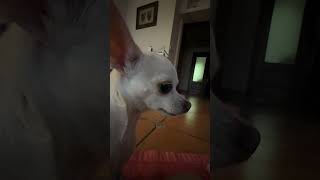 #chihuahua #собака #perro #шпиц #чихуахуа