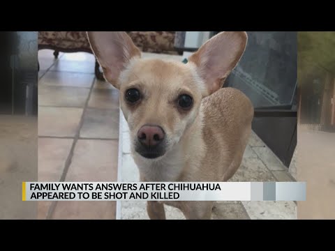 Video: Jinsi Ya Kufundisha Mtoto Wako Wa Mbwa Wa Chihuahua