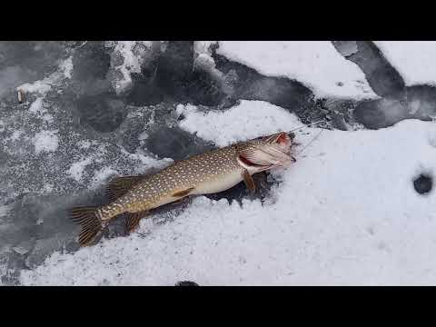 Рыбалка на щуку на большом водохранилище. Крупный улов.