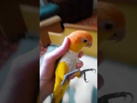 How to take a parrot)))) - #shorts #caique