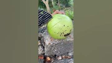 Manfaat Buah Maja #buahmaja