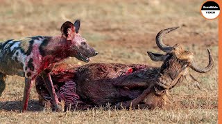 It's Impossible For Wildebeests To Escape Wild Dogs