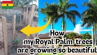 Building In Ghana Cost Of Planting Royal Palm Trees How To Fence It Living In Ghana