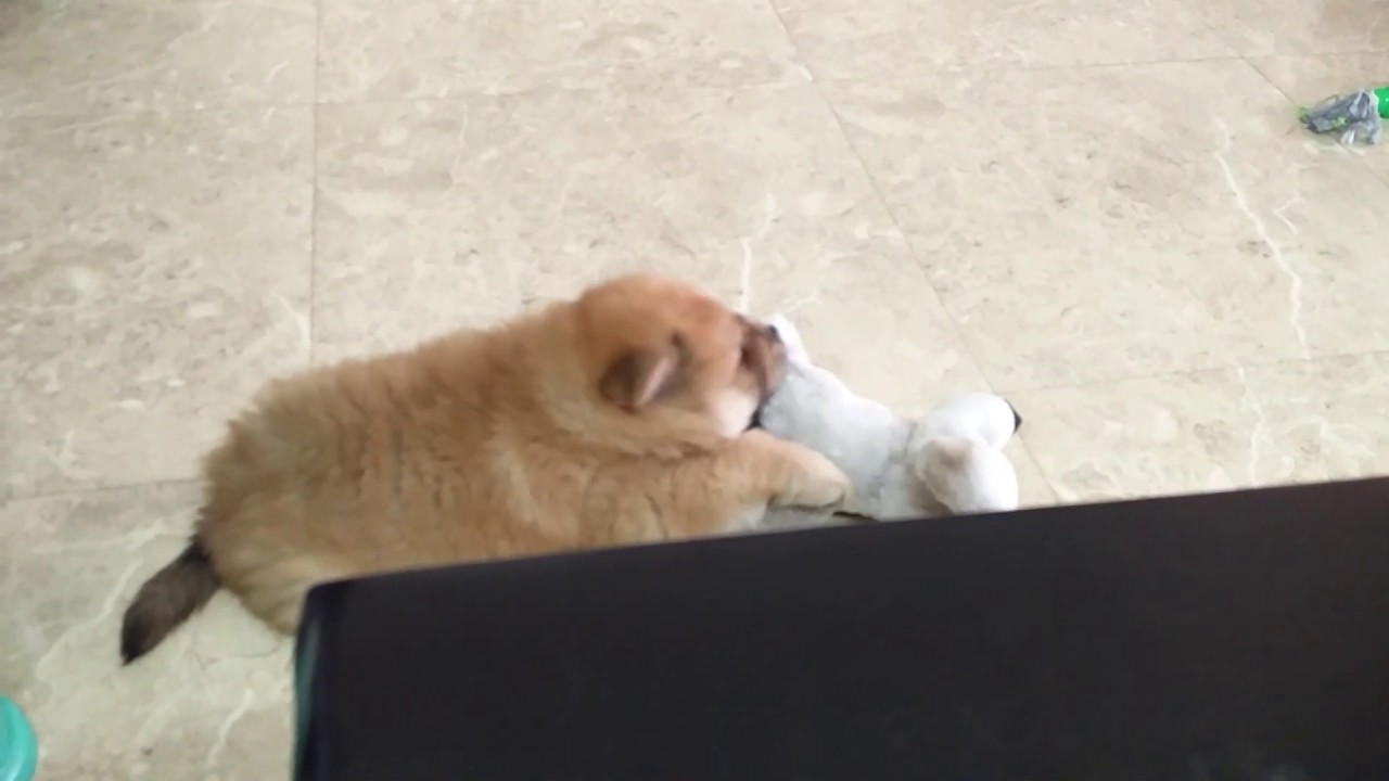 Puppy Bites Biting Or Nipping Is Normal Behavior For Your Puppy YouTube Puppy Bites Biting Or Nipping Is Normal Behavior For Your Puppy YouTube