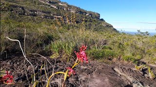 UM ORQUÍDARIO A CÉU ABERTO #orquídeas #natureza #hábitat #elongata #sobralia #epidendrum