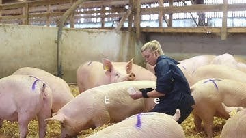 Duo-Scan:Go Wireless Pig Ultrasound Scanner