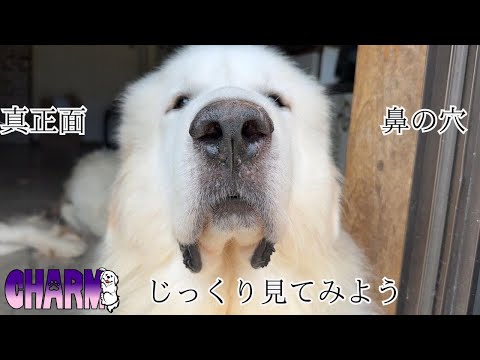 【真正面】じっくり見てみましょう!【Great Pyrenees】