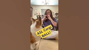 #signlanguage fluent #corgi ball ! #asl #fyp #dog