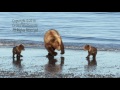 Alaskan Brown Bears Day at the Beach