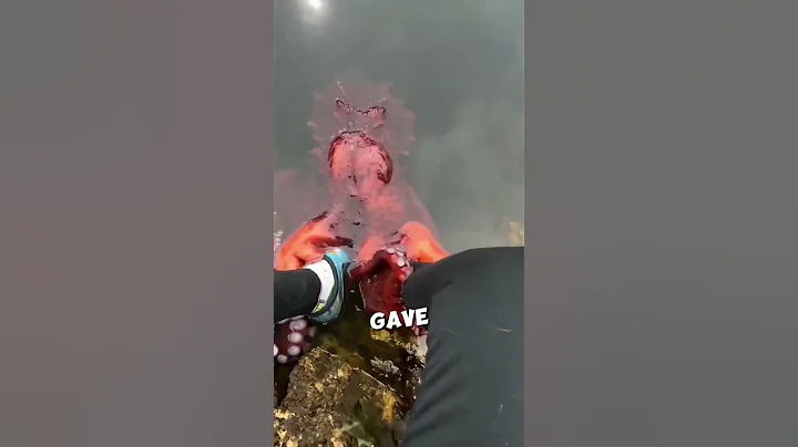 Mother octopus accidentally left her baby behind 🥺 #shorts